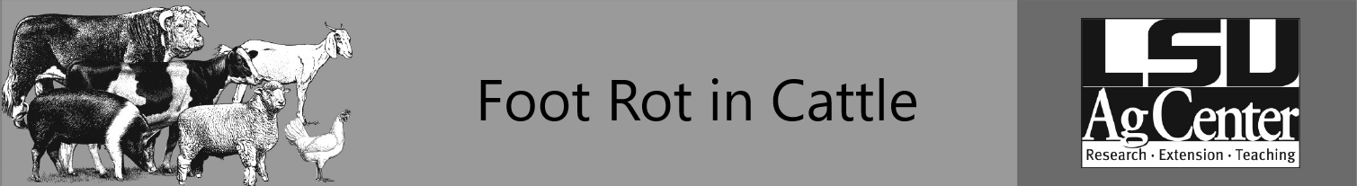 Foot rot in cattle banner.